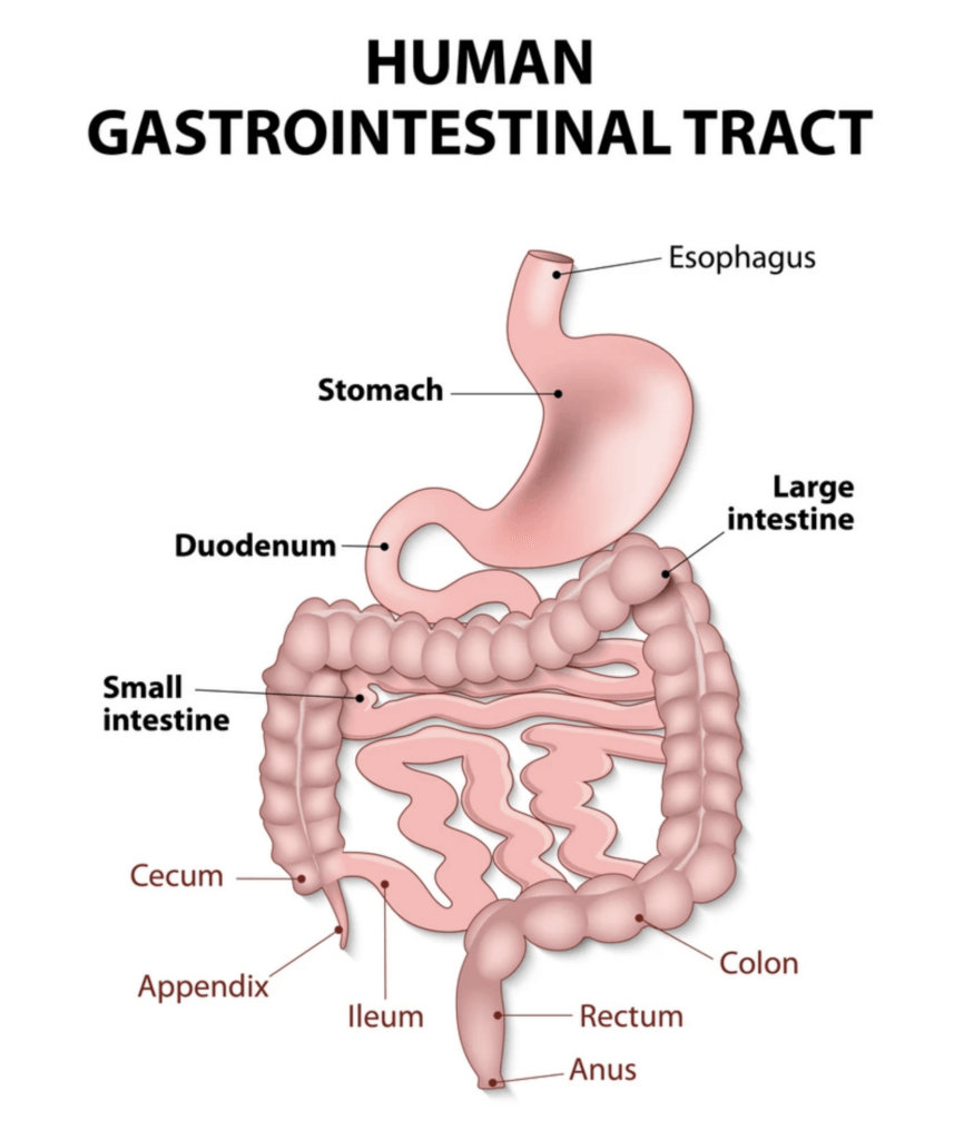 Human Intestinal Tract