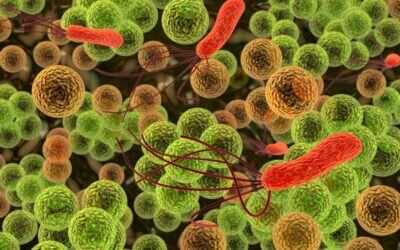 What Do The Bacteria Living In Your Gut Have To Do With Your Immune System?