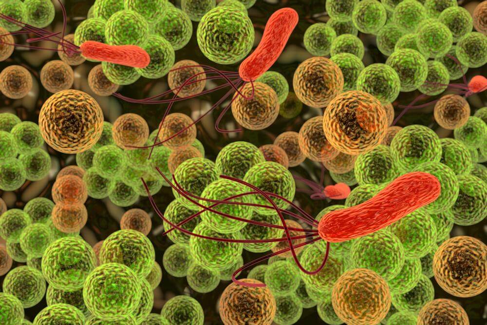 Stomach Bacteria and Health