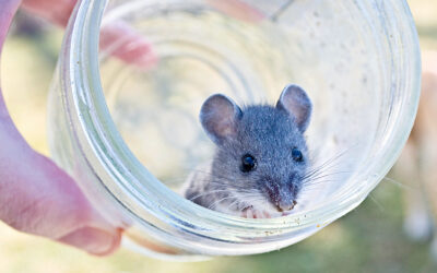 Fasting Mice Generate New Immune Systems