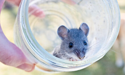 Fasting Mice Generate New Immune Systems