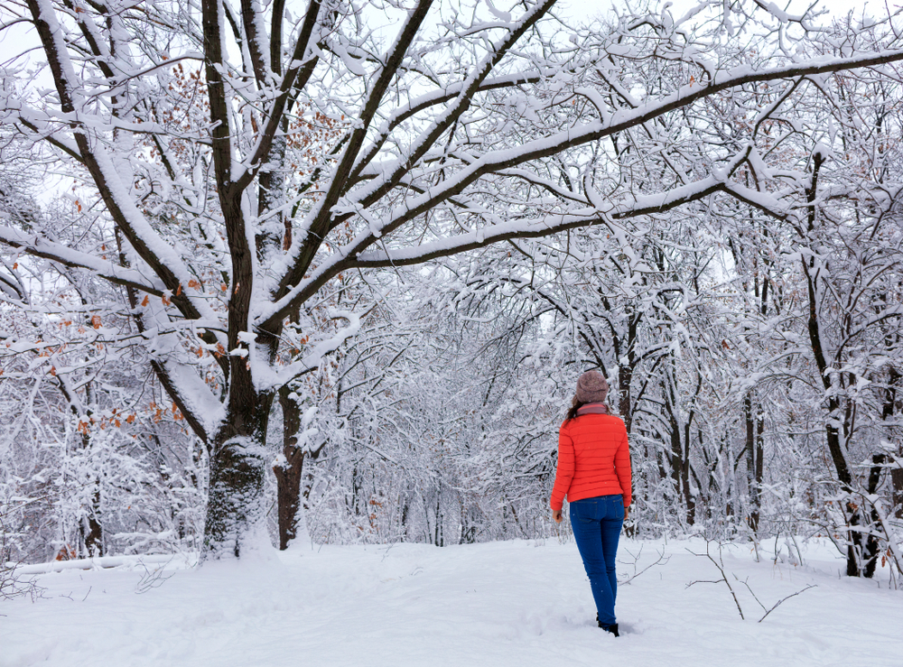 Walking for health and wellness. A young beautiful girl in a bright coral jacket and blue jeans in the winter strolls through the snow-covered fairy-tale forest near the branchy snow-covered perennial oak.