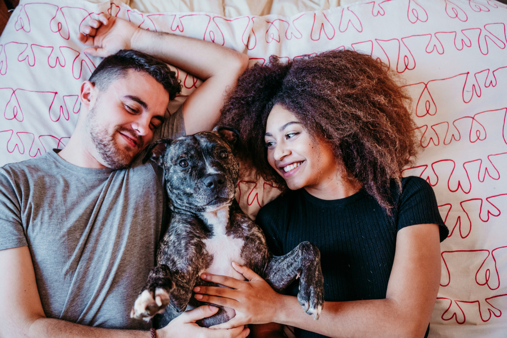 pandemic relationships happy couple in love at home. Afro american woman, caucasian man and their pit bull dog together. Family