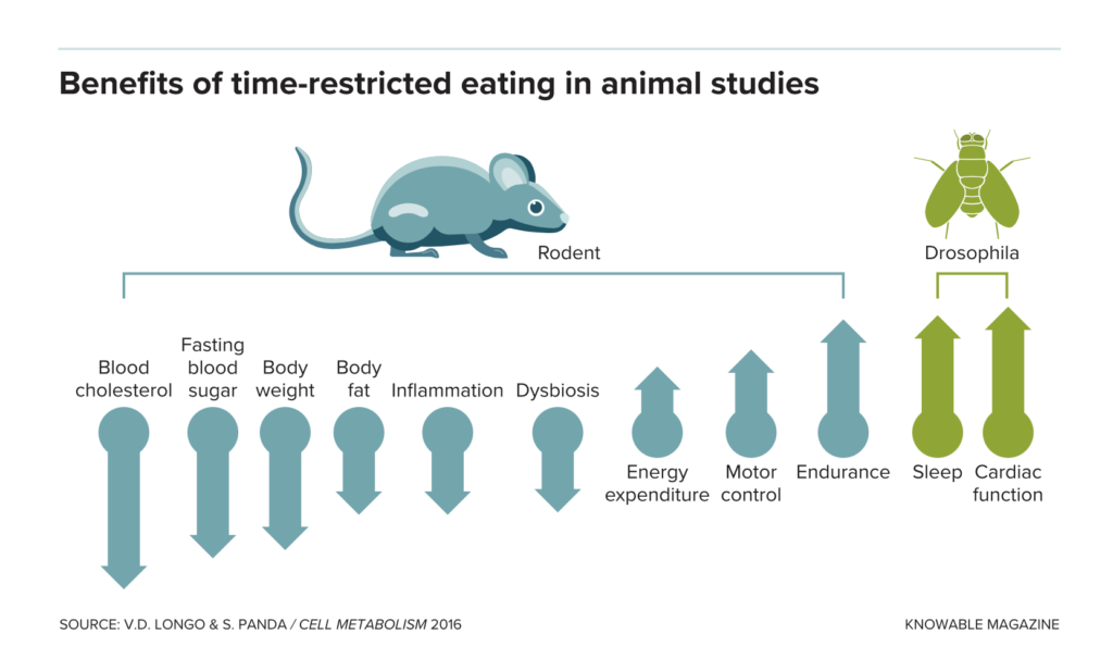 chart showing benefits of time restricted eating on mice