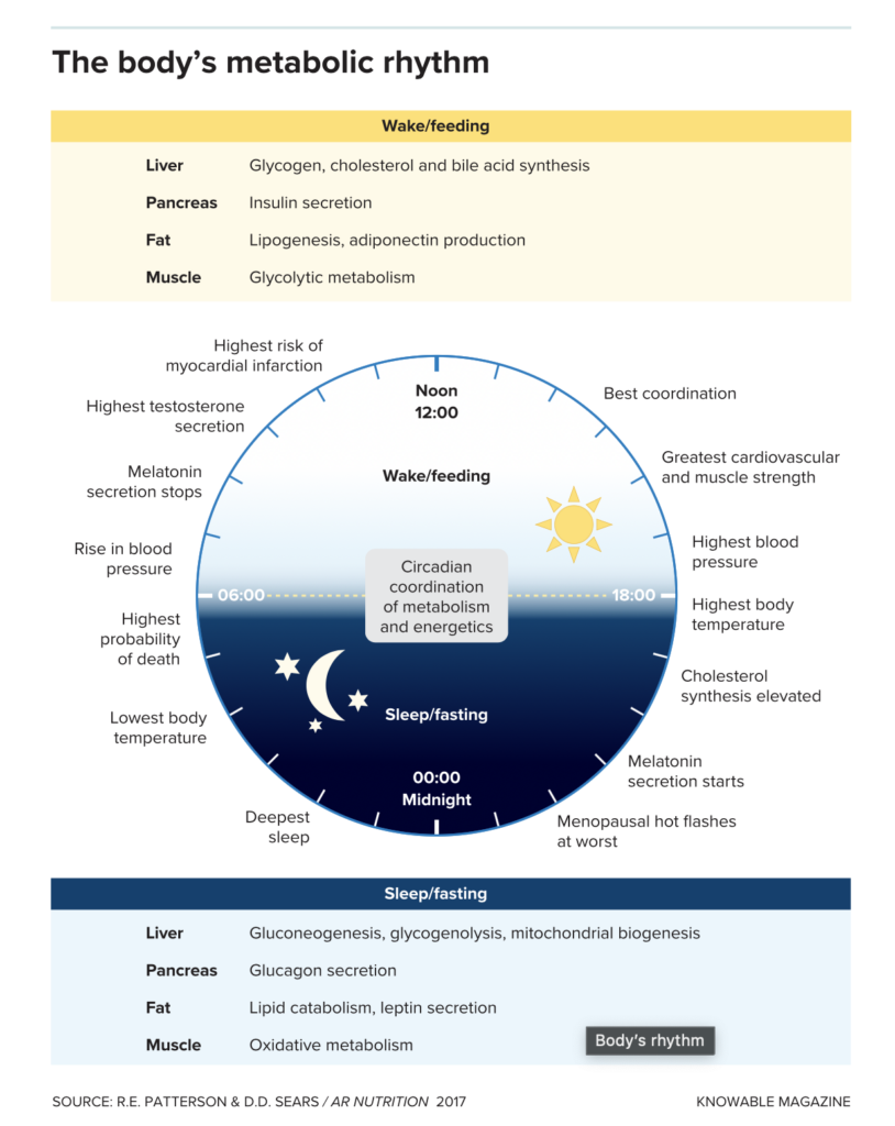 the body's metabolic rhythm